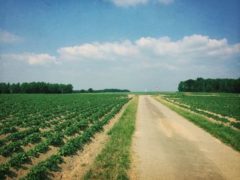 Road passing through field