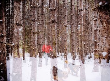 Frozen trees during winter