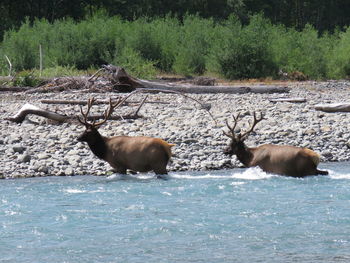 Deer standing on riverbank in forest