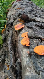 Close-up of leaf on tree trunk