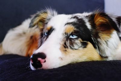 Close-up of dog resting