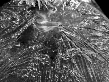 Close-up of frozen plants