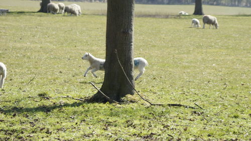 Sheep grazing on grassy field