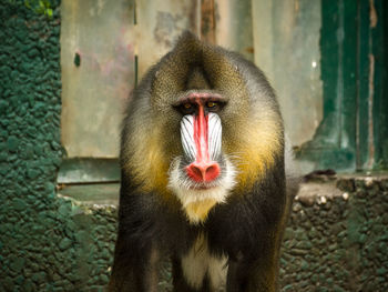 Close-up of a monkey in zoo