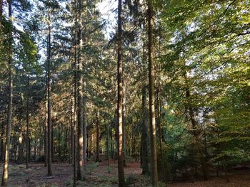 Low angle view of trees in forest