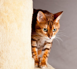 Close-up portrait of a cat