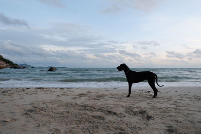 Dog on beach against sky