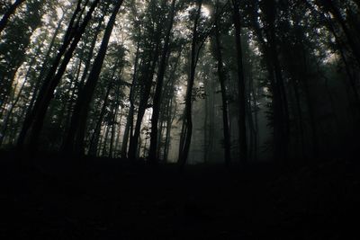 Trees in forest