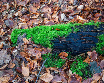 Close-up of mushroom growing in autumn