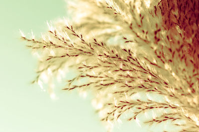 Close-up of flowering plant against sky