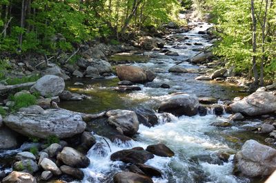 Stream flowing through rocks in forest