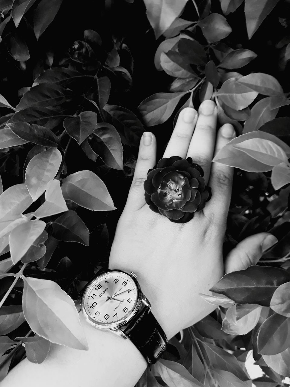 human hand, human body part, real people, one person, time, flower, flower head, outdoors, day, close-up, freshness, clock, people