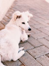 High angle view of dog sitting on footpath