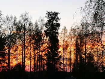 Low angle view of silhouette trees against sky