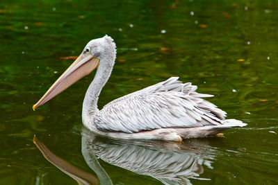 Close-up of swan swimming on lake