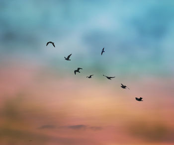 Low angle view of birds flying against sky during sunset