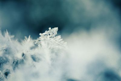 Close-up of snowflakes on water against sky