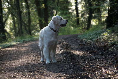 Dog looking away on road in forest