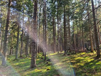 Trees in forest