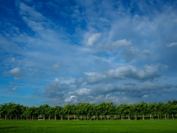 Trees on field against sky