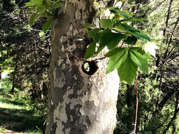 Close-up of a tree trunk in forest