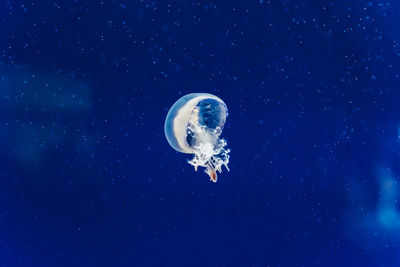 Close-up of jellyfish in sea