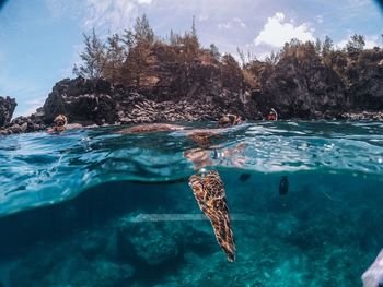 Friends scuba diving with sea turtle in sea