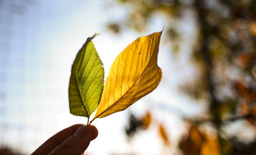 Close-up of hand holding autumn leaves