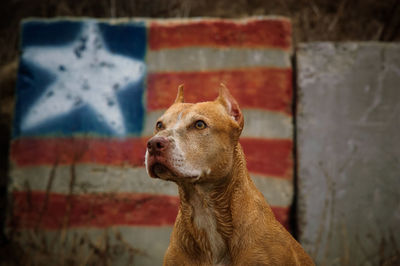 American pit bull terrier looking away