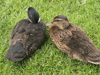 High angle view of duck on field