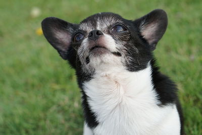 Close-up of a dog