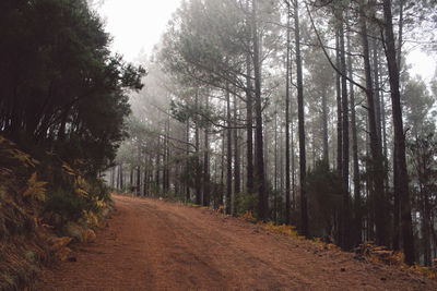 Dirt road amidst trees in forest