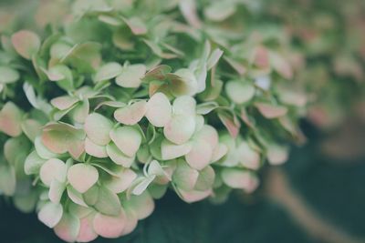 Close-up of flower