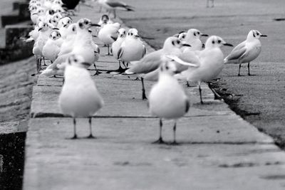 Close-up of birds on footpath