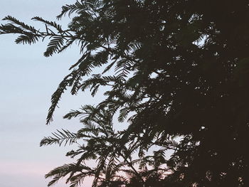 Low angle view of silhouette tree against sky