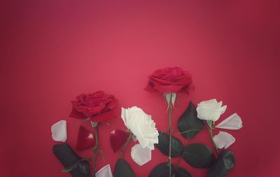 Close-up of pink roses against red background