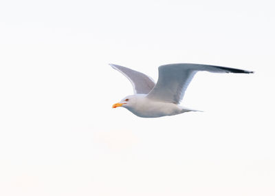 Low angle view of seagull flying