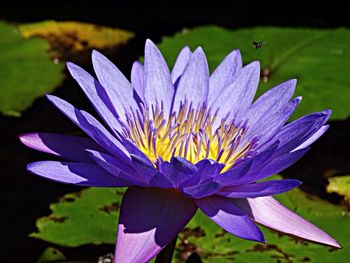 Close-up of lotus water lily