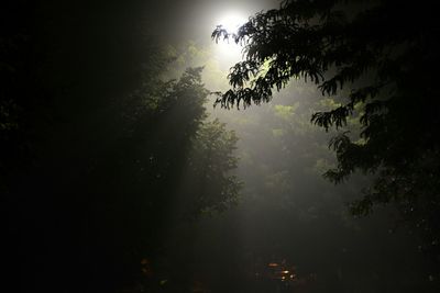 Trees against sky at night