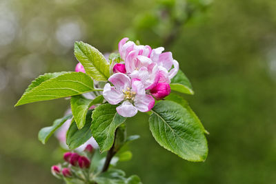 Close-up of pink flowering plant