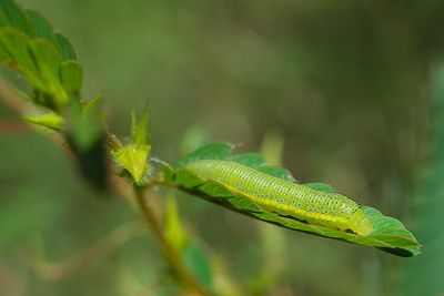 Close-up of a caterpillar on leaf