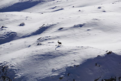 Alpine ibex in the snowy mountains