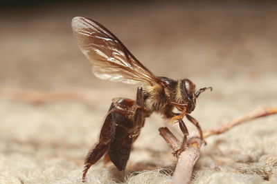 Close-up of bee