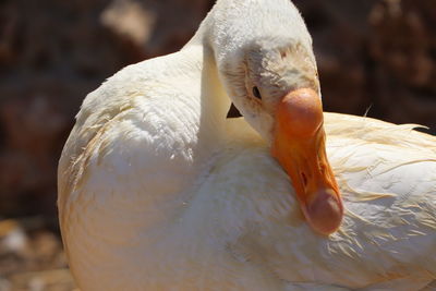 Close-up of duck