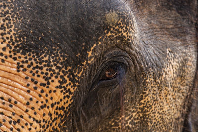 Close-up portrait of elephant