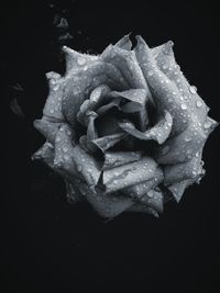 Close-up of rose against black background