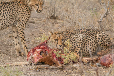 View of cat eating