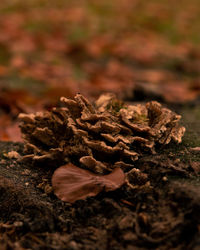 Close-up of dried plant on field