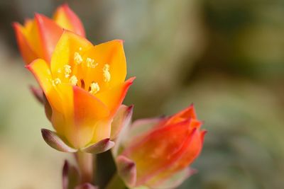 Close-up of red flower