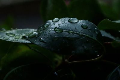 Close-up of raindrops on leaves